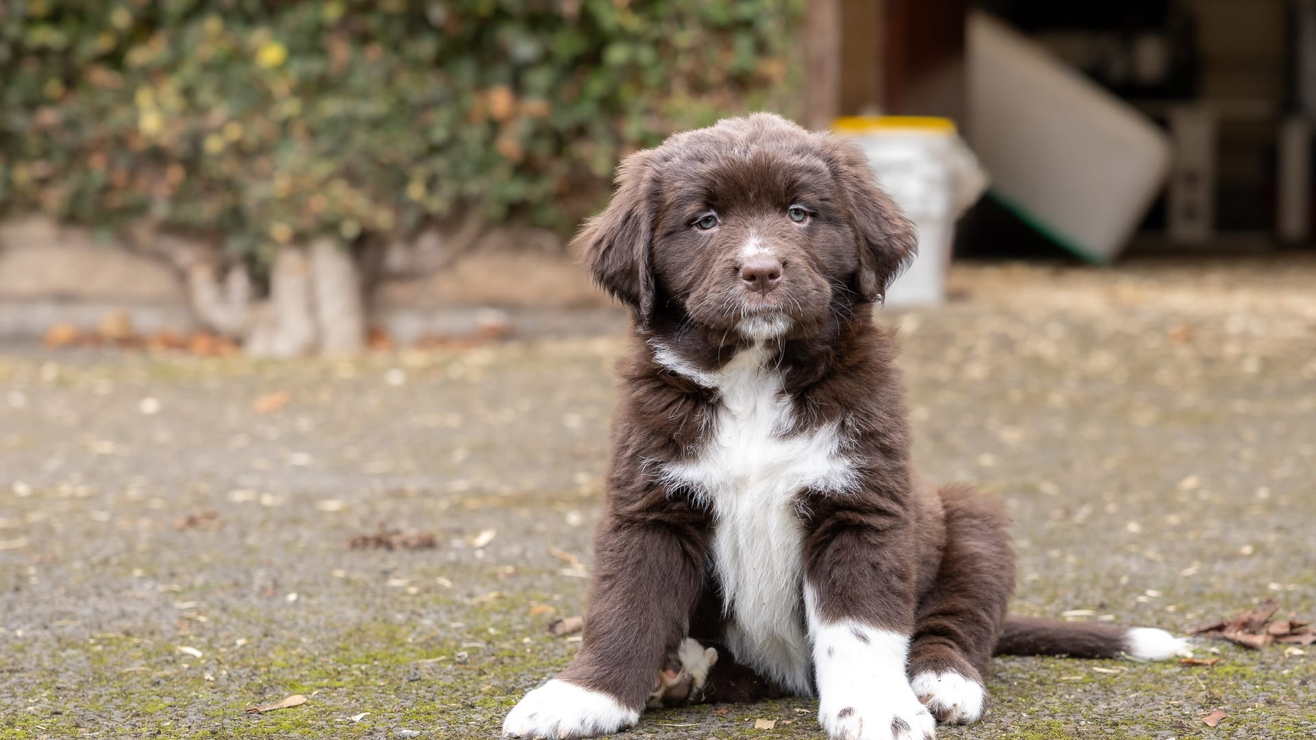 Chiot assis dans la cour d'un élevage